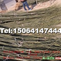 速生國(guó)槐小苗