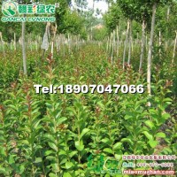 速生紫薇2號(hào)