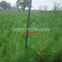 樟子松營(yíng)養(yǎng)缽苗