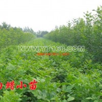 白蠟小苗