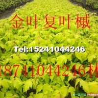 金葉復(fù)葉槭