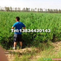 樟子松營(yíng)養(yǎng)杯樹(shù)苗