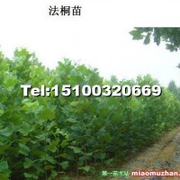 法桐小苗