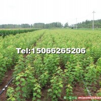 美國(guó)紅楓秋火焰