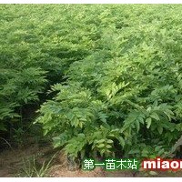 海南黃花梨小苗