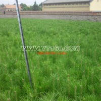 油松營(yíng)養(yǎng)缽苗