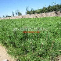 營養(yǎng)缽油松苗