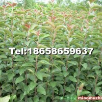 亞當(dāng)海棠苗