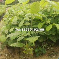 紫花風(fēng)鈴木苗