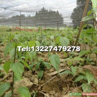 神豆腐樹(shù)苗