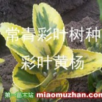 彩葉北海道黃楊