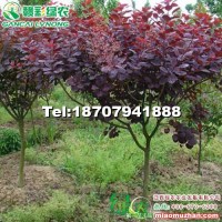 美國(guó)紫葉紅櫨