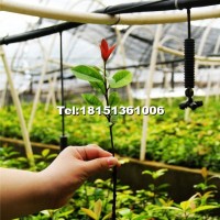 紅葉石楠扦插苗