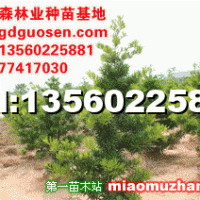 蘭嶼羅漢松小苗