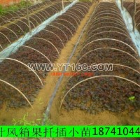 紫葉風(fēng)箱果