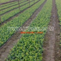 金森女貞容器苗