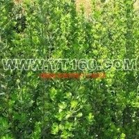 北海道黃楊床苗