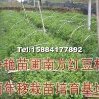 南方紅豆杉小苗