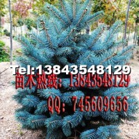 藍(lán)杉苗木
