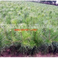 樟子松營(yíng)養(yǎng)缽苗