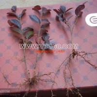 紅花繼木扦插小苗