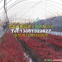 美國紅楓扦插苗