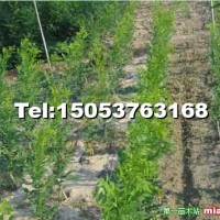 速生國(guó)槐小苗