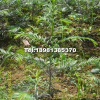 南方紅豆杉樹苗