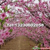 桃花樹苗