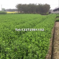 大葉黃楊色快苗數(shù)量20萬(wàn)
