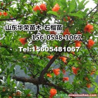 石榴苗