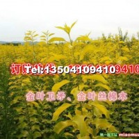 金葉絲棉木小苗