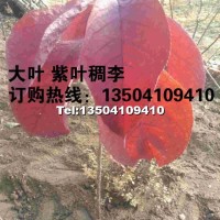大葉紫葉稠李小苗