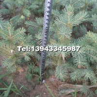 云杉營養(yǎng)缽苗木