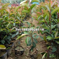 紅葉石楠大杯精壯