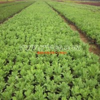 營養(yǎng)缽八寶景天