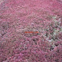 營養(yǎng)缽紅葉景天