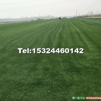 高羊茅黑麥草早熟禾混播