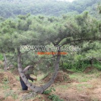 9號(hào)造型油松