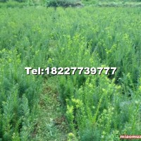 曼地亞紅豆杉小苗