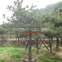 5號(hào)造型油松