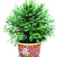 福祿雙全4#（紅豆杉）