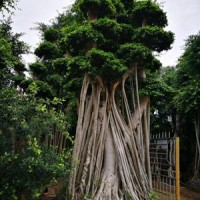 造型小葉嫁接金錢榕樁頭