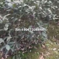 紅葉石楠小毛球