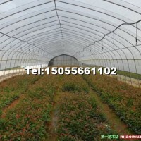 紅火箭紫薇|紅火球紫薇