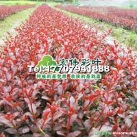 日本紅葉喬木紫薇