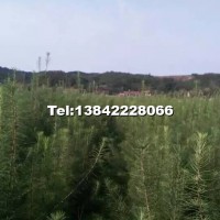 日本落葉松（綠葉）