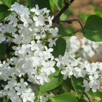 白丁香