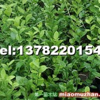 大量銷(xiāo)售衛(wèi)矛