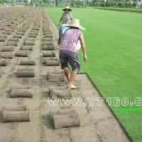 百慕大黑麥草混播草坪